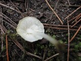 Hemimycena lactea image