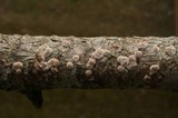 Aleurodiscus macrocystidiatus image