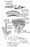 Aleurodiscus macrocystidiatus image
