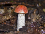Leccinum insigne image