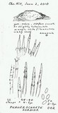 Phanerochaete sordida image