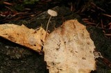 Hemimycena lactea image