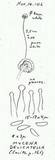 Hemimycena lactea image