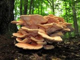 Laetiporus cincinnatus image