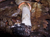 Leccinum insigne image