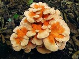 Laetiporus cincinnatus image