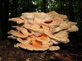 Laetiporus cincinnatus image