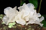 Tremella fuciformis image