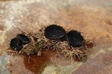 Plectania milleri image
