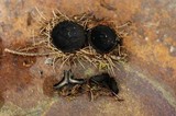 Plectania milleri image