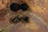 Plectania milleri image