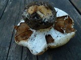 Cortinarius magnivelatus image