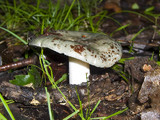 Russula heterophylla image
