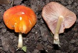 Pluteus aurantiorugosus image