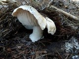 Tricholoma vernaticum image