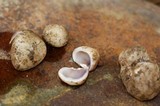 Sarcosphaera coronaria image