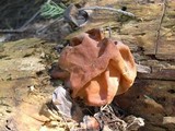 Gyromitra montana image