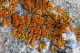 Xanthoria elegans image