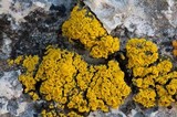 Candelariella rosulans image