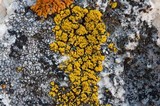 Candelariella rosulans image