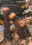Calostoma fuscum image