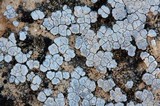 Acarospora strigata image