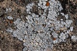 Acarospora strigata image
