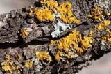 Oxneria fallax image