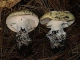 Amanita vernicoccora image