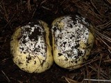 Amanita vernicoccora image