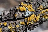 Oxneria fallax image