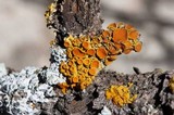 Xanthomendoza montana image