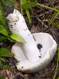 Russula parvovirescens image