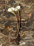Mycena nivicola image