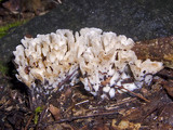 Tremellodendron pallidum image