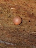 Lycogala epidendrum image