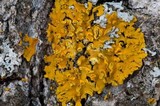 Oxneria fallax image
