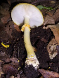 Amanita flavorubens image