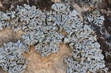 Physcia caesia image