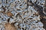 Physcia caesia image