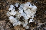 Acarospora nodulosa image