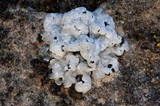 Acarospora nodulosa image