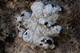 Acarospora nodulosa image