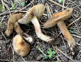 Inocybe oblectabilis image