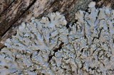 Physconia detersa image