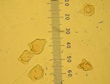 Inocybe oblectabilis image
