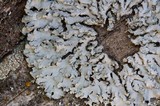 Physconia detersa image