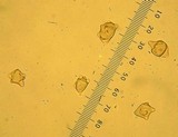Inocybe oblectabilis image