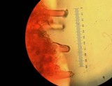 Inocybe oblectabilis image