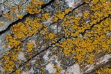 Oxneria fallax image